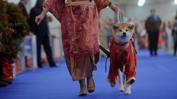 Собака породы Акита-ину на выставке собак